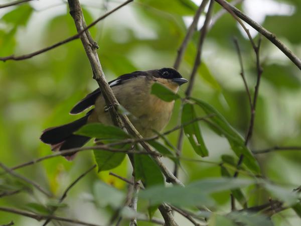 Zwartbriltangare (Trichothraupis melanops)